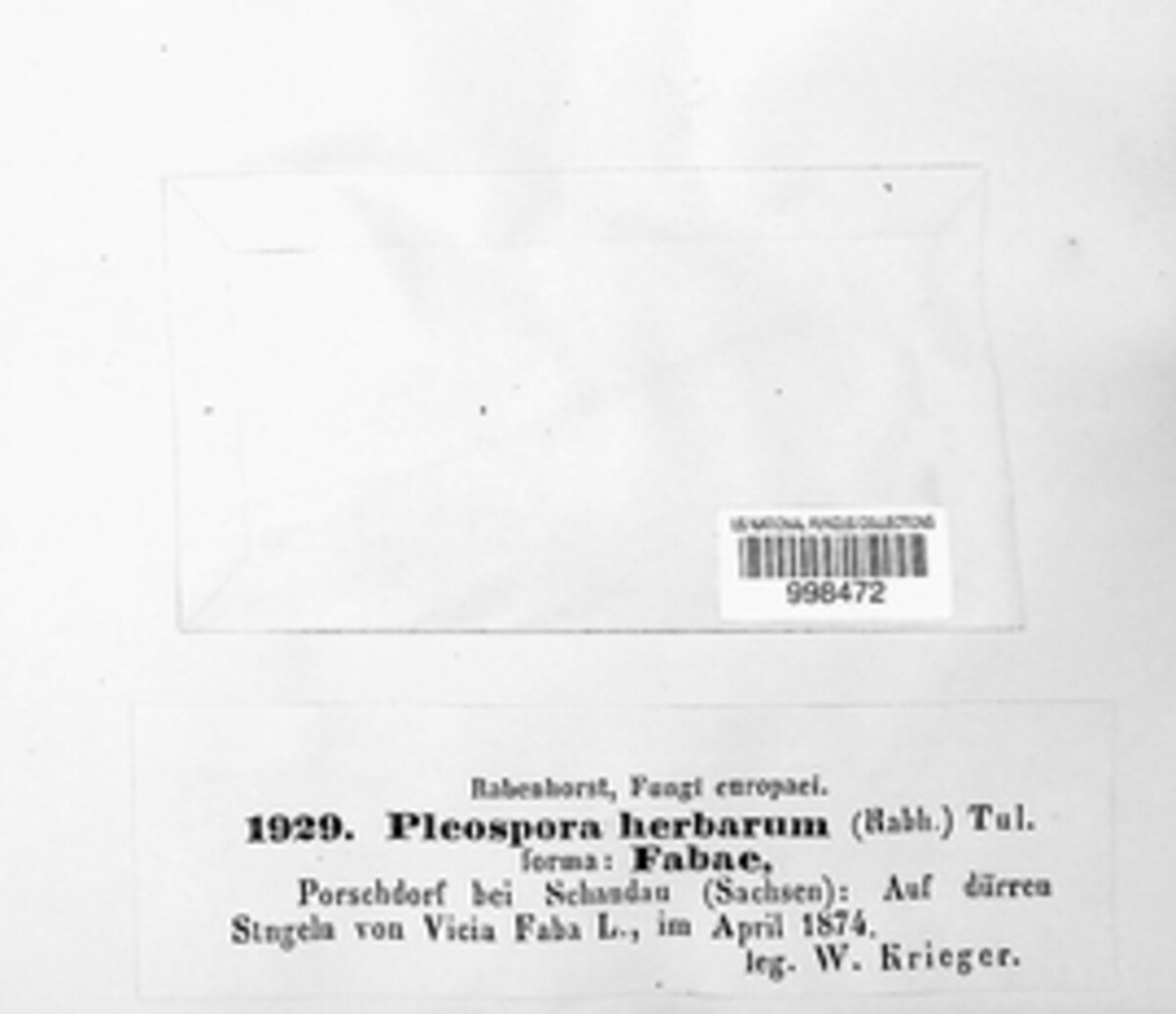 Stemphylium vesicarium image